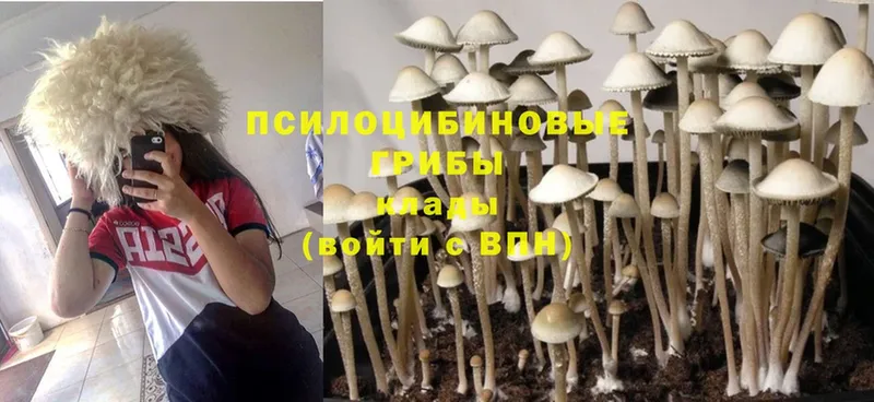 Псилоцибиновые грибы Psilocybe  Коломна 